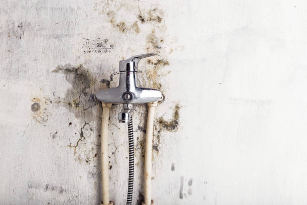  Jacksonville, FL Mold Removal Pros