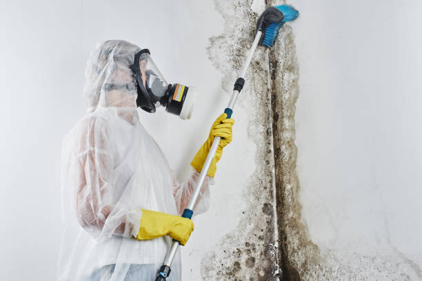 Office Mold Removal Services in Jacksonville, FL
