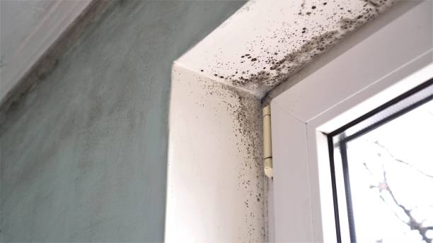 Best Toxic Mold Removal  in Jacksonville, FL