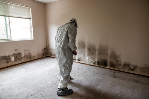 Jacksonville, FL Mold Removal Company