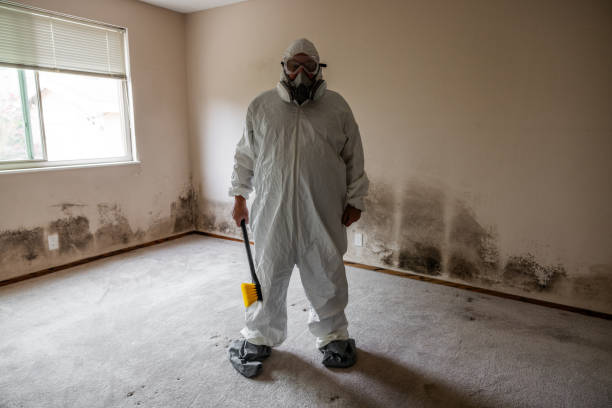Best Professional Mold Removal  in Jacksonville, FL
