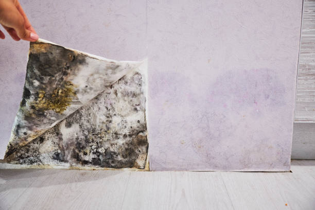 Best Mold Damage Repair  in Jacksonville, FL